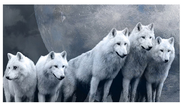 新時代的狼性精神！