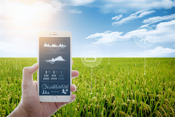 溫州種出2.1米高巨型水稻，精益生產(chǎn)怎么看？