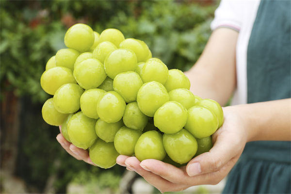 營銷管理咨詢分析：陽光玫瑰因何跌成“地板價(jià)”？